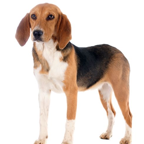 Joven Beagle Harrier delante de un fondo blanco