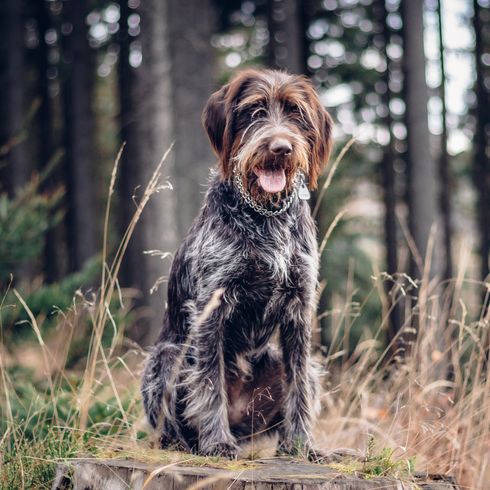 Preciosa hembra de Rough-coated Bohemian Pointer sentada en el tocón de un árbol y mirando con la lengua fuera. El mejor amigo y protector del hombre. Retrato de un perro sentado en arcilla verde Tidewater