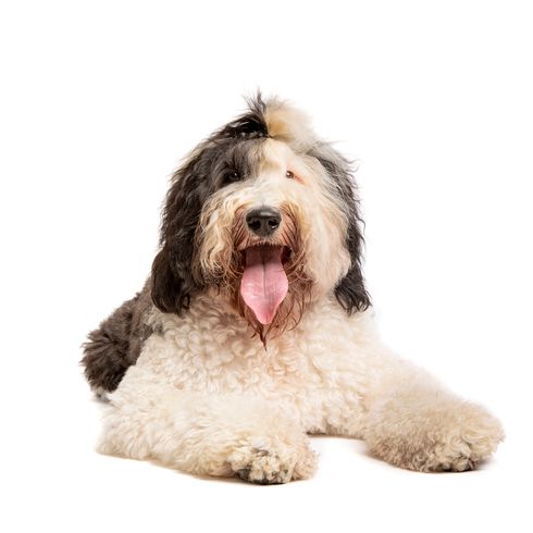 Oveja perro caniche delante de un fondo blanco Oveja perro caniche delante de un fondo blanco