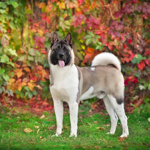 Retrato de cerca de perro Akita Americano en el Parque de Otoño Retrato de cerca de perro Akita Americano en el Parque de Otoño