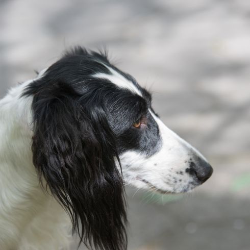El Taigan pertenece a la familia de los galgos orientales. El Taigan es una raza canina muy rara, de la que se han registrado unos 300 ejemplares en todo el mundo. El Taigan pertenece a la familia de los galgos orientales. El Taigan es una raza canina muy rara, de la que se han registrado unos 300 ejemplares en todo el mundo.