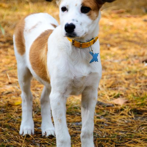 Joven perro de pelo corto de Istria de pie en el bosque