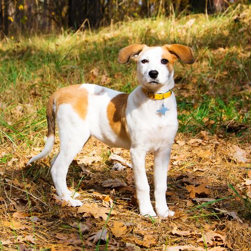 Joven perro de pelo corto de Istria de pie en el bosque