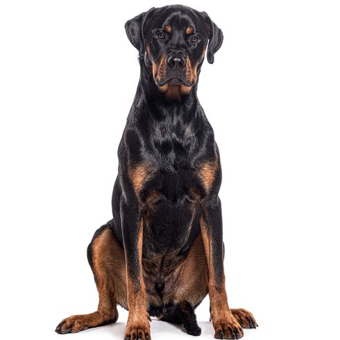 Perro bastardo, cruce de Rottweiler con Boxer, aislado sobre blanco Perro bastardo, cruce de Rottweiler con Boxer, aislado sobre blanco