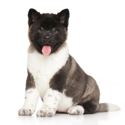 Cachorro de Akita Americano Retrato de un cachorro de Akita americano sobre fondo blanco