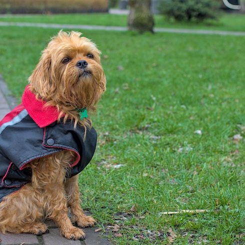 Decorativo perro belga Grifo con ropa de invierno en un paseo por el parque de la ciudad. Mascotas. Fondo borroso. Primer plano.