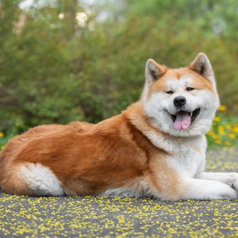 Akita inu. Perro japonés. Retrato horizontal de un Akita Inu de la raza japonesa con largo pelaje blanco y rojo esponjoso tumbado en el parque en un soleado día de verano. Akita inu. Perro japonés. Retrato horizontal de un Akita Inu de la raza japonesa con largo pelaje blanco y rojo esponjoso tumbado en el parque en un soleado día de verano.