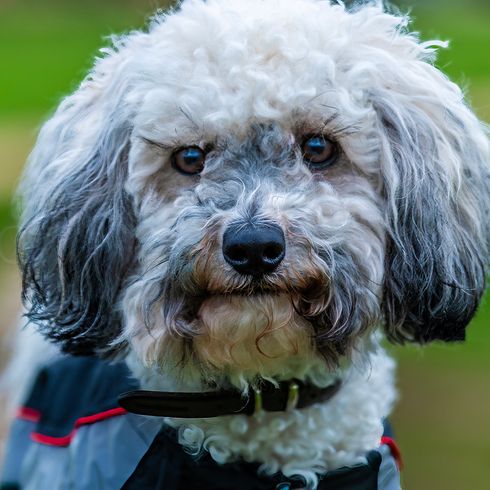 Expresión facial de un cachorro de perro en un tocón de árbol a las afueras de Stamford, Lincolnshire, Reino Unido, en invierno