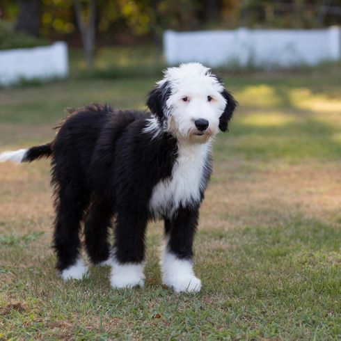 Un cachorro de caniche oveja está de pie en la hierba y mira a la cámara con expresión preocupada. Un cachorro de caniche oveja está de pie en la hierba y mira a la cámara con expresión preocupada.