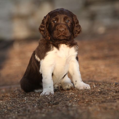 Pequeño cachorro de Munsterlander sentado en el jardín