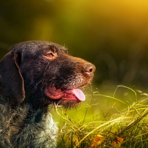 Perro, mamífero, vertebrado, Canidae, raza de perro, carnívoro, raza puntiaguda, grupo deportivo, perro de caza Pointer marrón con puntos blancos de pelo de alambre, German Wirehaired Pointer, raza similar al Labrador Retriever marrón,