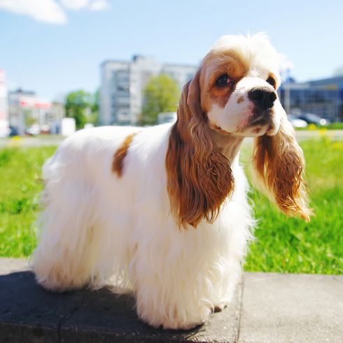 Cocker spaniel americano marrón blanco cepillado, no más rizos, perro con rizos, perro que va a las exposiciones, raza de perro bien cuidada, raza de perro mediana con pelo largo