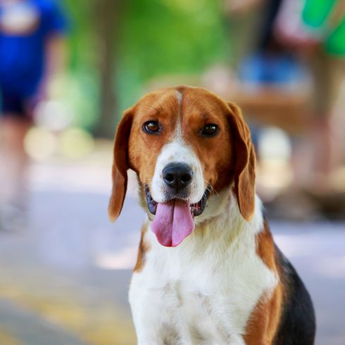 Foxhound americano frente a la calle Perro, mamífero, vertebrado, raza de perro, Canidae, carnívoro, American Foxhound sentado frente a una carretera