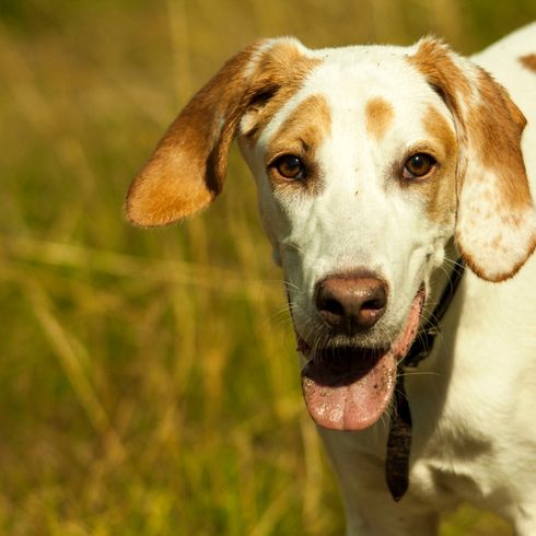 American Foxhound rojo blanco, perro de caza grande adulto de América, perro similar al Beagle pero grande