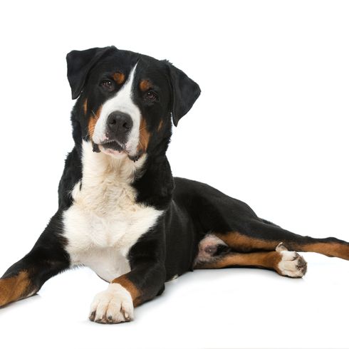 Appenzeller perro de montaña acostado en el fondo blanco, marrón blanco negro perro de montaña suizo, la raza de perro mediano