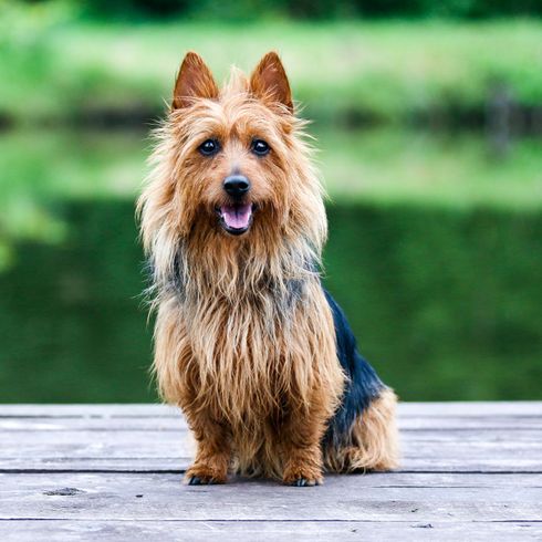 Terrier australiano, raza de perro pequeño, perros australianos, perro con orejas paradas, perro terrier, raza de perro para principiantes, perro para la ciudad, perro pastor pequeño, caza de ratas, perro que caza ratas, perro con melena