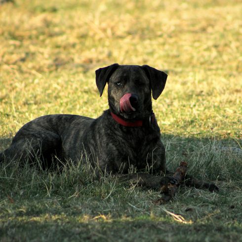 Bardino se sienta en un prado