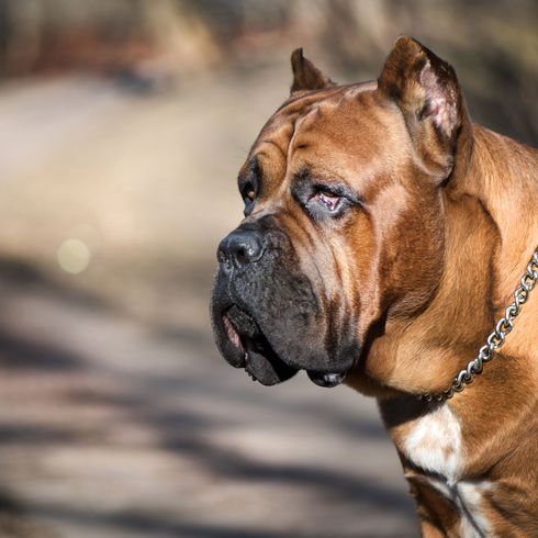 Cane Corso marrón con orejas cortadas Perro, mamífero, vertebrado, raza de perro, Canidae, antiguo bulldog inglés, hocico, raza similar al antiguo bulldog inglés, carnívoro, Cane Corso marrón con las orejas recortadas mira muy agresivamente en la distancia, collar de cadena en el perro, perro de pelea, perro de lista de Italia