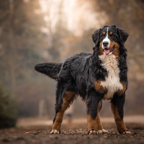 Perro, mamífero, vertebrado, raza de perro, Canidae, carnívoro, perro de montaña de Berna, grupo deportivo, perro de trabajo, el perro de montaña de Berna se encuentra en el bosque de otoño