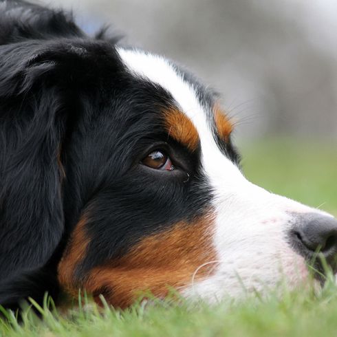 El Perro de Montaña de Berna yace en el grado Perro, mamífero, vertebrado, raza de perro, Canidae, perro de montaña de Berna, carnívoro, perro de compañía, hocico, perro de trabajo, el perro de montaña de Berna yace con la cabeza en grado