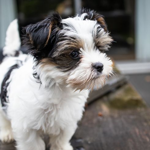 Biewer Terrier raza de perro esquilado, perro blanco marrón con manchas negras, Biewer Yorkshire Terrier necesita aseo regular, perro que ha estado en la peluquería, perro con orejas de punta de cachorro y orejas de punta de adulto, perro blanco pequeño que no muda, raza de perro pequeño para alérgicos, perro para personas mayores, perro de ciudad