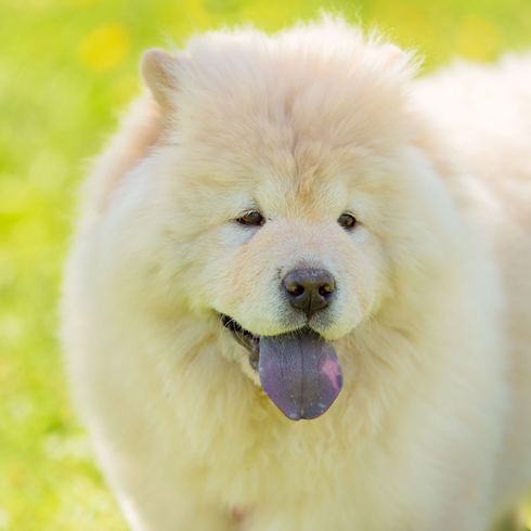 Perro, mamífero, vertebrado, raza de perro, Canidae, chow-chow blanco, nariz, carnívoro, raza similar al samoyedo, perro de compañía, perro de lengua azul