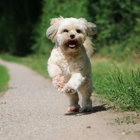 pequeño perro blanco para principiantes similar al maltés, Lhasa Apso perro esquilado, dogbible muestra las razas de perros de Asia