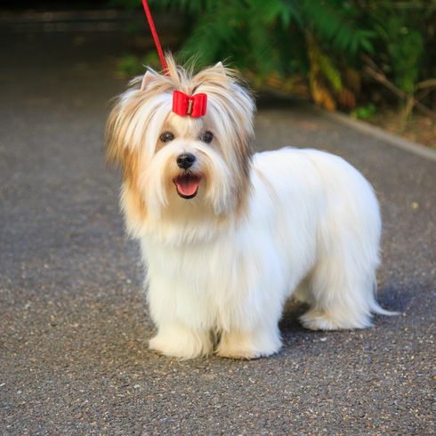 raza de perro especial, Biewer Terrier, Yorkshire Terrier, perro que se parece al Yorkshire Terrier, Biewer Yorkshire Terrier, perro pequeño de color marrón blanco con orejas puntiagudas y pelo largo, raza de perro blanco para principiantes, raza de perro pequeño que tiene poco pelo porque no tiene subpelo