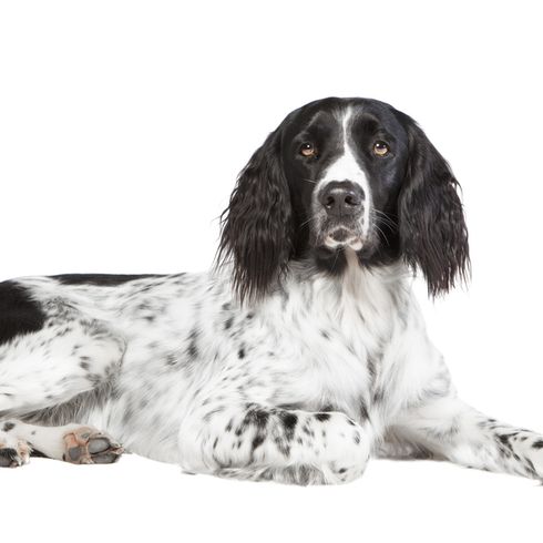 Münsterländer blanco y negro con orejas largas con mucho pelo, perro de color similar al Pointer o Springer Spaniel, raza de perro de tamaño medio