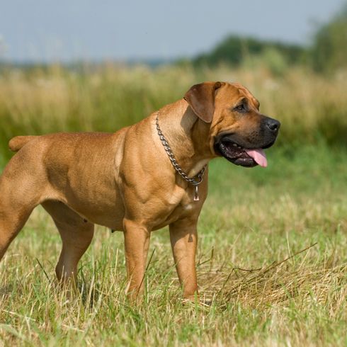 El Boerboel se encuentra en el campo Perro, mamífero, vertebrado, raza de perro, Canidae, carnívoro, boerboel, boerboel con collar de perro de pie en el campo