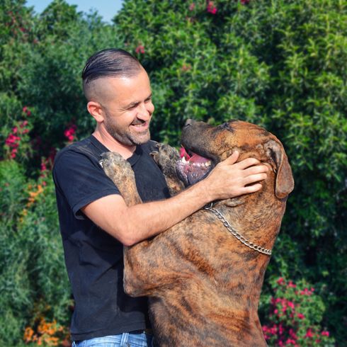 Boerboel juega con el hombre perro, mamífero, Canidae, carnívoro, raza de perro, boerboel, cura de montaña, boerboel jugando con el hombre delante de los setos en flor, collar de perro