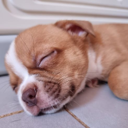 Perro,Carnívoro,Raza de perro,Hígado,Bigotes,Animal de trabajo,Perro de compañía,Oreja,Comodidad,Grupo deportivo,