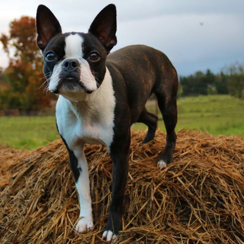 Boston Terrier en Haystack Perro, mamífero, vertebrado, Canidae, Boston terrier, raza de perro, carnívoro, hierba, bozal, grupo no deportivo,
