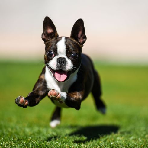Boston Terrier riendo saltando sobre la pradera Perro, mamífero, vertebrado, raza de perro, Canidae, Boston terrier blanco y negro, hierba, carnívoro, bozal, perro de compañía, perro corriendo y jugando en un prado