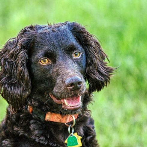 boykin spaniel marrón con orejas onduladas, perro con pelo ondulado