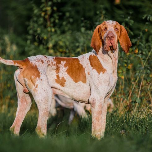 Foto de un perro de muestra italiano, perro de muestra, perro de caza de Italia, raza de perro italiano para la caza, raza de perro blanco rojo con largas orejas caídas