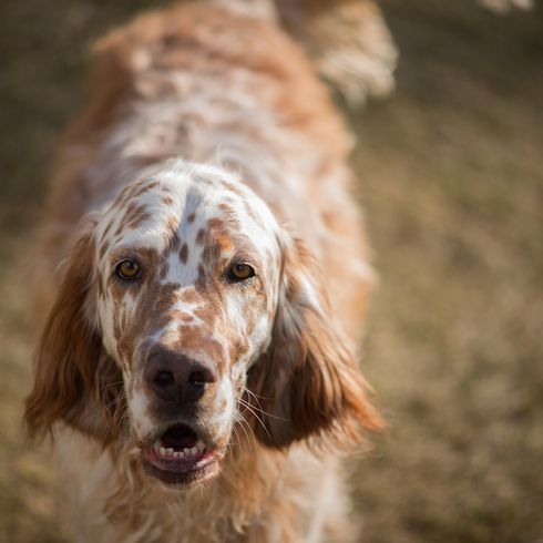 setter inglés marrón Setter inglés marrón con manchas marrones, perros de caza mayor, perro de caza mayor, coloración especial en perro, perro rojo