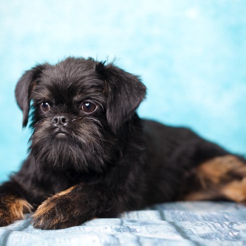 Perro Grifón de Bruselas negro con pelaje áspero, perro pequeño de Bélgica, perro para la ciudad, perro de ciudad, perro para personas mayores, perro de ciudad apto para personas mayores, Grifón de Bruselas