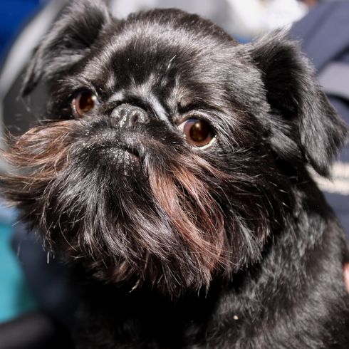 cabeza de Affenpinscher negro