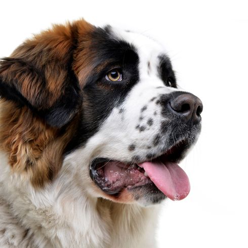 Perro, mamífero, vertebrado, raza de perro, Canidae, cabeza de perro guardián de Moscú, raza de perro gigante, carnívoro, San bernardo, perro similar al mastín del Pirineo, perro tricolor, perro muy grande con orejas caídas y pelaje largo