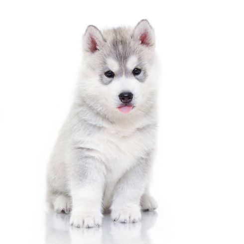 Perro, mamífero, Husky siberiano, vertebrado, Canidae, raza similar al Alaskan Malamute, carnívoro, raza de perro, Husky siberiano cachorro gris blanco