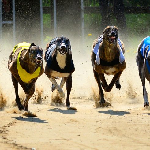 Perros de carreras de galgos, apuestas de perros, carreras de perros, raza de perro inglés que es muy delgado, galgo