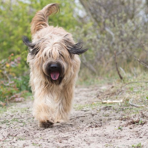 Perro pastor catalán corriendo en el bosque, perro grande con pelaje marrón, pelaje largo