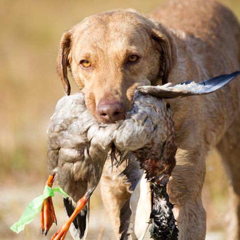 Retriever Chesapeake Bay Retriever con presa en la boca, perro de caza, raza de perro cobrador