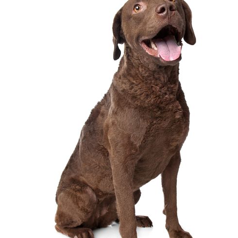 Perro marrón chocolate, retriever grande, retriever de la Bahía de Chesapeake foto de cuerpo entero, perro marrón grande