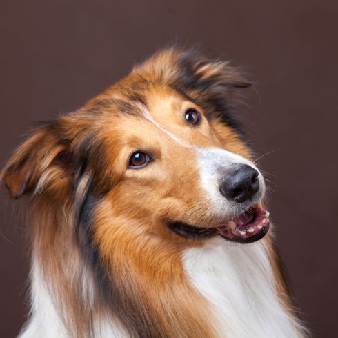 Perro, mamífero, vertebrado, Scotch Collie, raza de perro, Canidae, Australian Collie marrón blanco, carnívoro, hocico largo, pelaje largo, perro grande marrón con manchas blancas, raza similar al Border Collie