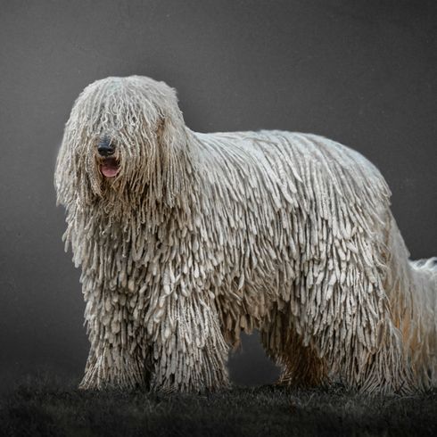 Komondor blanco Perro, mamífero, vertebrado, Canidae, raza de perro, Komondor, carnívoro, Grupo deportivo, Komondor blanco de pie sobre fondo oscuro