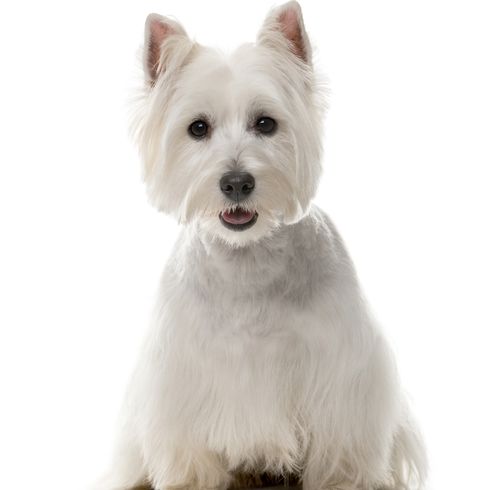 West Highland White Terrier sentado, pequeño perro blanco de pelo liso