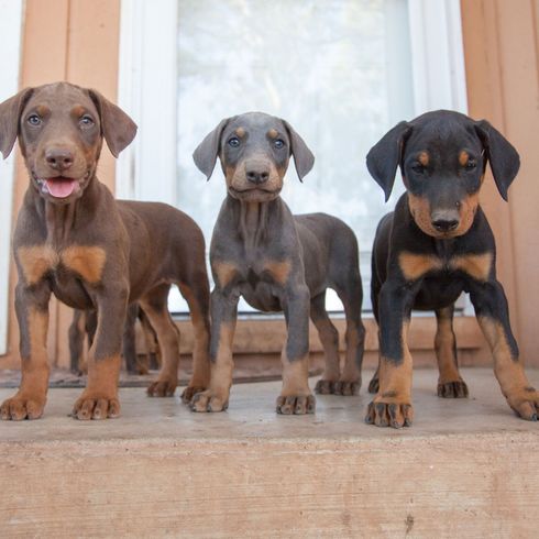 Cachorro de doberman en tres colores Perro, mamífero, vertebrado, raza de perro, Canidae, Pinscher alemán, Pinscher, carnívoro, Transilvania, perro de caza, Doberman en tres colores, Doberman gris, Doberman marrón y Doberman cachorro
