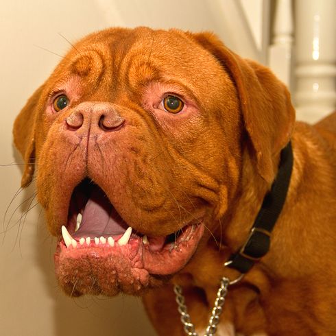 Perro, mamífero, vertebrado, raza de perro, Canidae, Dogo de Burdeos, carnívoro, perro de trabajo, bozal, Dogo de Burdeos en casa frente a las escaleras con collar de perro